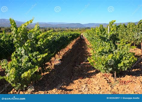 View of Vineyards in the Spanish Countryside Stock Image - Image of ...