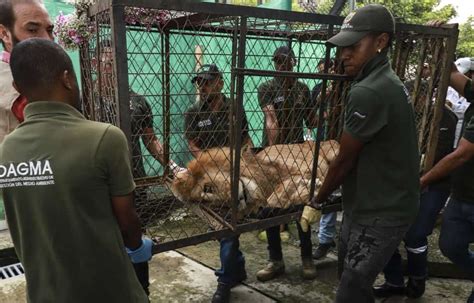 Watch: Malnourished lion Jupiter to come back to his human 'mother' in ...