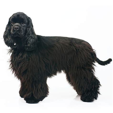 American Cocker Spaniel Dog Breed Information | Purina