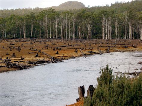 Ecological restoration | Definition, Characteristics, Examples & Facts | Britannica
