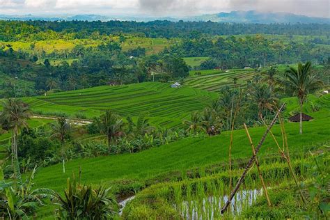 Java Rice Graphics 的图像结果