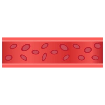 Descending Artery PNG Transparent Images Free Download | Vector Files ...