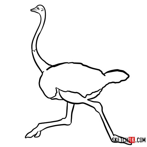 How to Draw an Ostrich | Easy Step-by-Step Guide