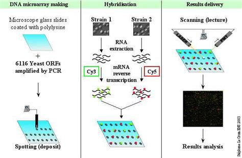 Microarray Plating 的图像结果