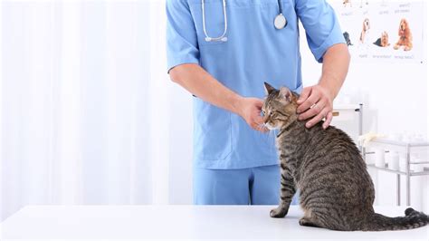 Vet Near Me Polkton, NC 28135 | Brown Creek Animal Hospital