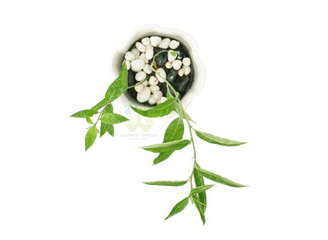 Buy Night Blooming Jasmine Plants Online, Raat Ki Rani Plants in Delhi ...