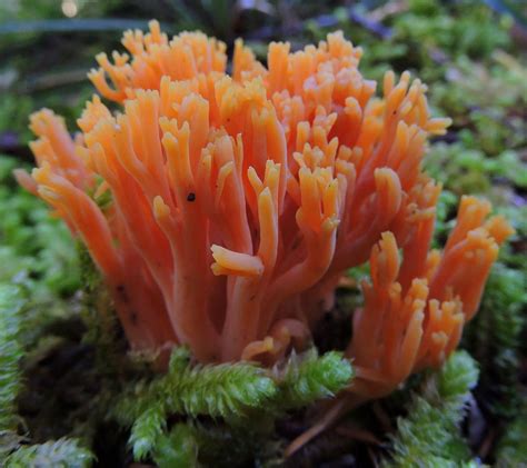Orange coral fungus in aquarium. | Free Photo - rawpixel