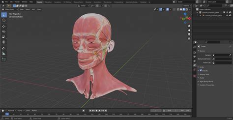 Female Anatomy Head 3D model | 3D Molier International