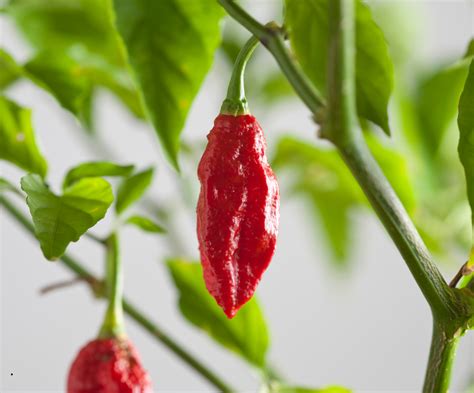 Ghost Pepper: Alles wat je moet weten over de vurige Bhut Jolokia – Mr ...
