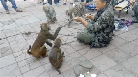 猴子表演聪明可爱，引市民排队握手_河池拍客-梨视频官网-Pear Video
