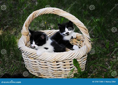 Basket of kittens stock photo. Image of cats, basket - 37817380