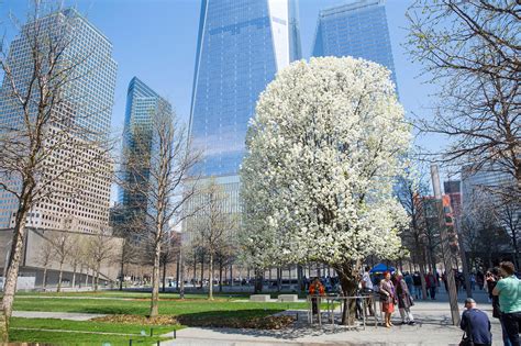 9/11 Survivor Trees a symbol of hope and resilience across the world
