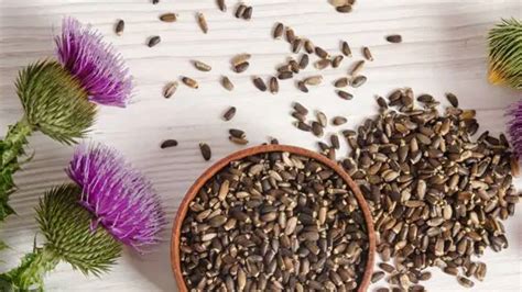 मिल्क थिस्ल के फायदे | Benefits of Milk Thistle in Hindi | health ...
