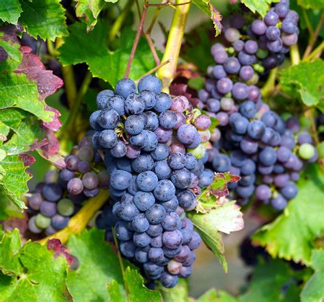 Fruit Grapes Healthy - Free photo on Pixabay