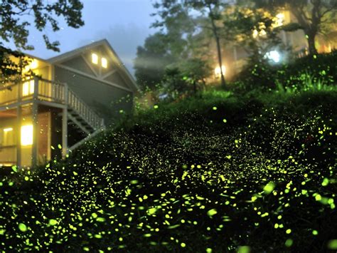 How Light Pollution Causes Firefly Population Decline
