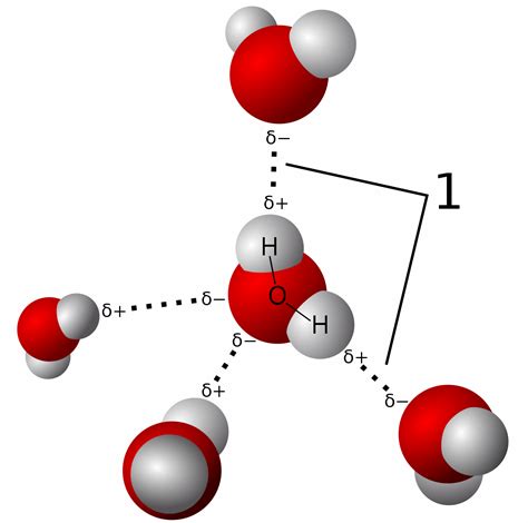 Dipoles Of Water Molecules | A-Level Biology Revision Notes