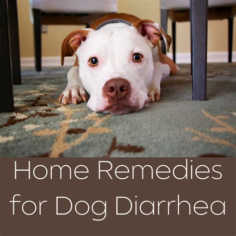 What Is The Best Thing To Give Dogs With Diarrhea at Nicole Walker blog