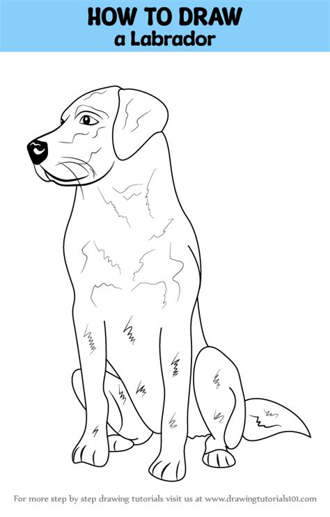 Image result for Labrador Drawing Tutorial