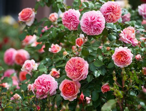 Hybrid Tea Rose Plant
