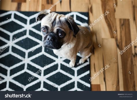 Pug On Rug Photos, Images & Pictures | Shutterstock