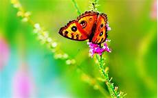 Colorful Butterfly Wallpaper by Colorful Butterfly Hd Wallpapers Real Artistic Colorful Butterfly Wallpaper