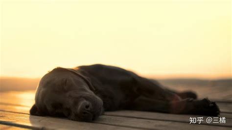 梦见狗(当你梦到狗狗时，你梦到的究竟是什么……) - 【爱喜匠】