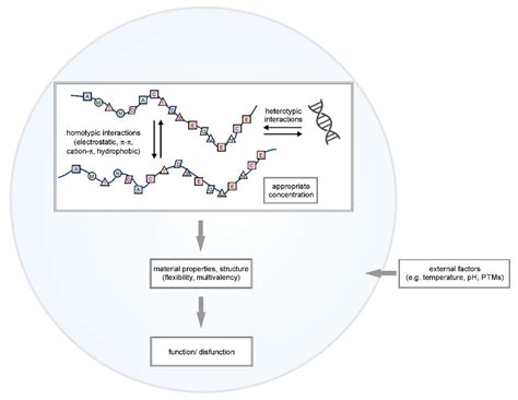 Transcription Regulators and Membraneless Organelles Challenges to ...