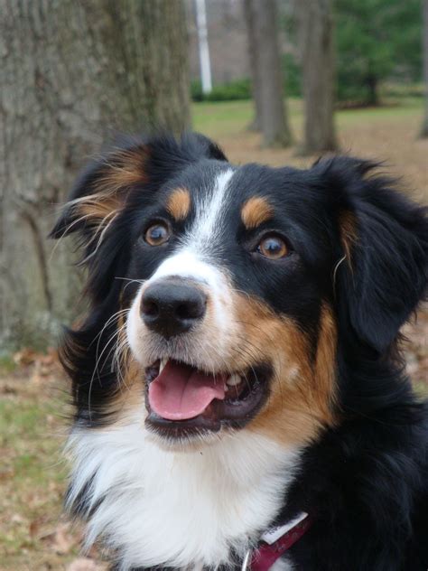 Black Tri Colored Australian Shepherd