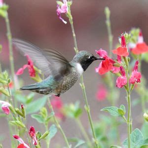 Sedona Hummingbird Festival, Sedona, Arizona, 26 July 2024 | AllEvents.in