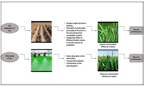 How To Add Zinc To Soil Organically at Martin Horvath blog