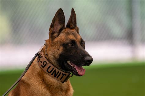 Belgian Malinois: Intelligence & Military Use