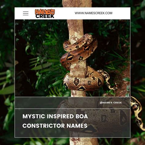 340 Stunning Boa Constrictor Names