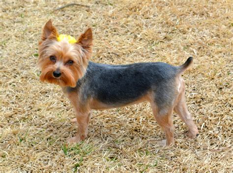 Yorkie Hairstyles For Females - Fade Haircut Styles