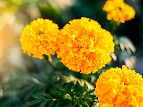 Best Marigold Plants at Walter Belin blog