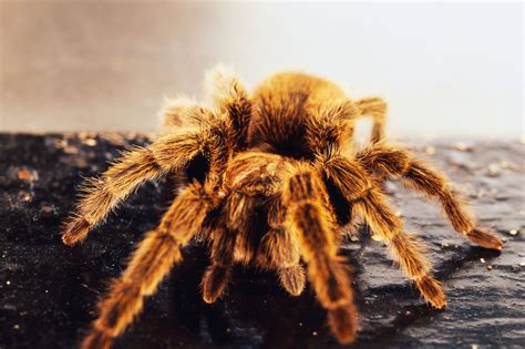 How to Care for a Pet Chilean Rose Tarantula