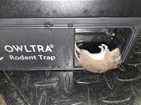 OWLTRA Rodent Kill in the Animal & Rodent Control department at Lowes.com