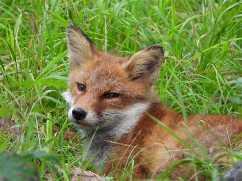 Japan Animals 的图像结果