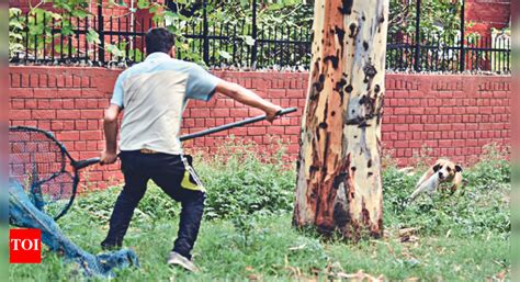 Aggressive dogs in locality? Call helpline | Chandigarh News - Times of ...
