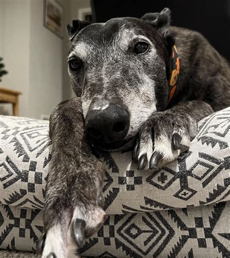 Jameson thinking about the meaning of treats and wondering when we will ...