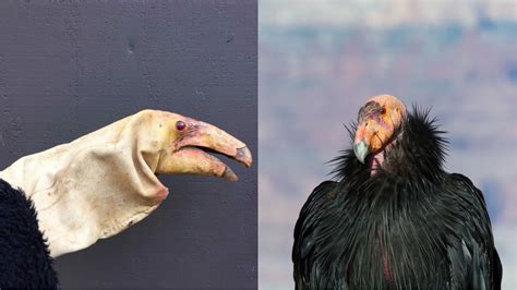 This slightly terrifying puppet is being used to raise condor chicks ...