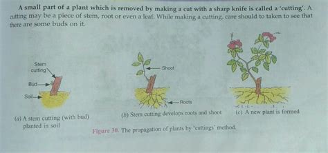 Can i know the brief account on *cutting *layering *grafting - Brainly.in