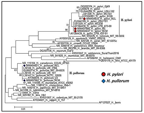 Prevalence, Virulence Genes, Phylogenetic Analysis, and Antimicrobial ...