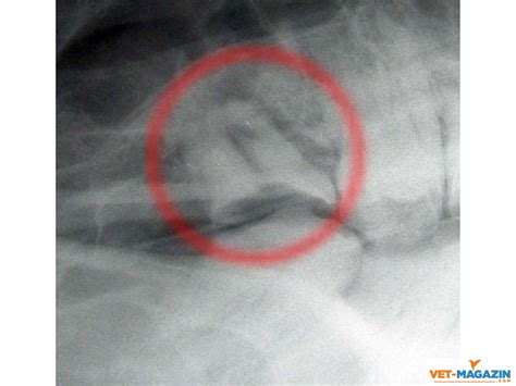 Purulent left nasal Discharge - Bild 1 von 3 | VET-MAGAZIN.com