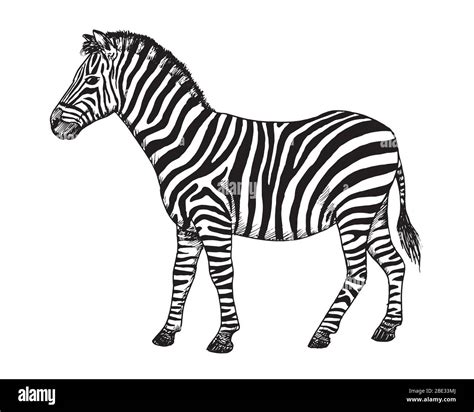Drawing of Zebra. Sketch of African mammal Equus quagga, black and white illustration Stock ...