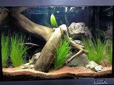 tortue eau douce aquarium large driftwood and planted aquarium live aquarium tortue eau douce aquarium large driftwood and planted aquarium live aquarium