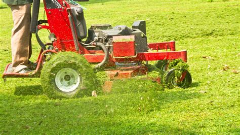 What Does It Mean When Your Lawn Care Provider Refers to the 1/3 Rule ...