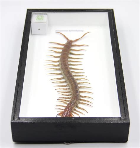 TAXIBUGS Real Centipede Millipede Taxidermy Insect in 3D India | Ubuy