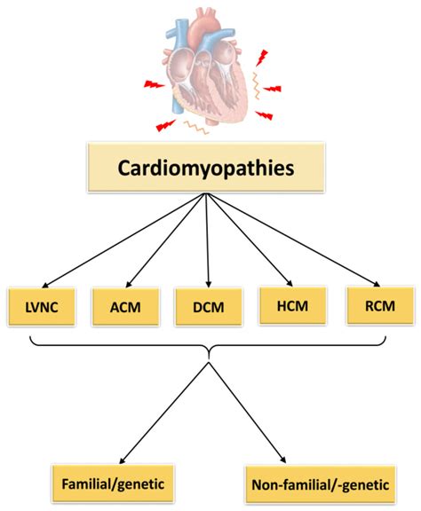 Understanding The Primary Causes Of Cardiomyopathy: A Guide