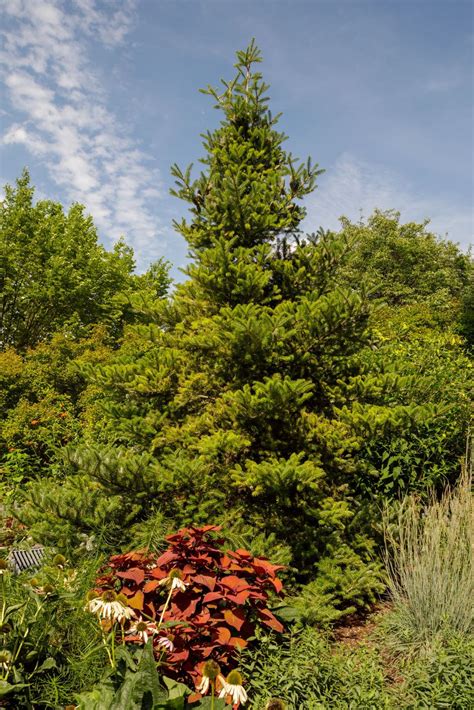 Abies koreana - Korean Fir | Smithsonian Gardens