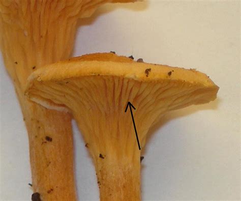 False Chanterelle Mushrooms